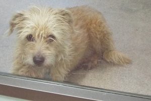 Picture of Banjo