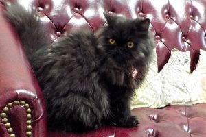 Picture of Blackberry