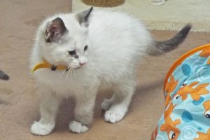 Picture of Bobbie