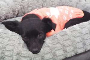 Picture of Chanel