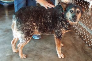 Picture of Charlie