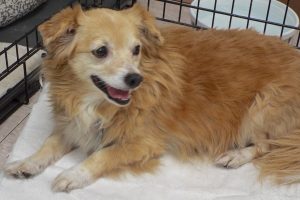 Picture of Daisy
