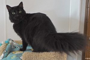Picture of Kitty