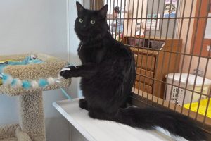 Picture of Kitty