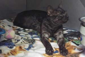 Picture of Licorice
