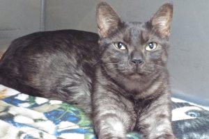 Picture of Licorice