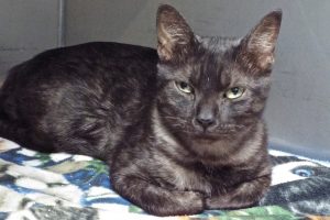 Picture of Licorice