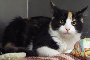 Picture of Missy