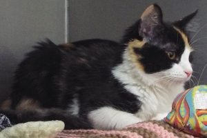 Picture of Missy