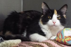 Picture of Missy