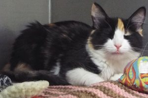 Picture of Missy