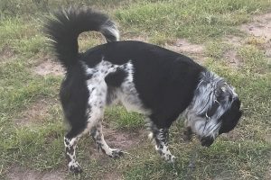 Picture of Oliver