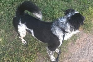 Picture of Oliver