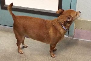 Picture of Rusty