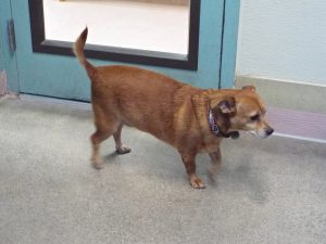 Picture of Rusty