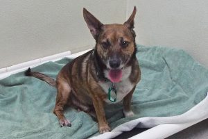 Picture of Sammy