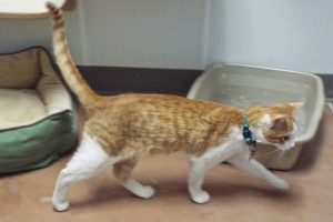 Picture of Starsky