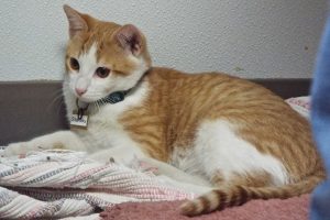 Picture of Starsky