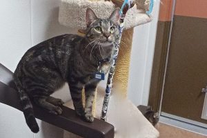 Picture of Tinker