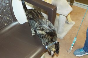 Picture of Tinker