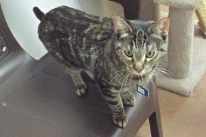 Picture of Tinker