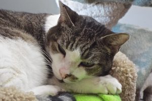 Picture of Winston
