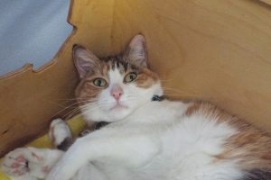 Picture of Baby