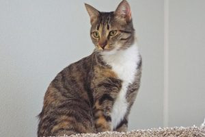 Picture of Belle