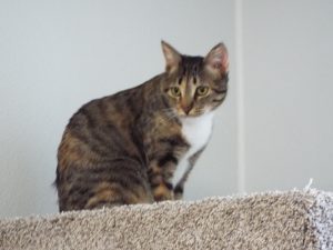Picture of Belle