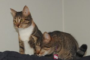 Picture of Belle