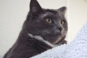 Picture of Boots