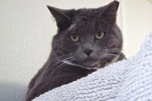 Picture of Boots