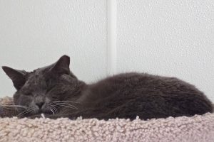 Picture of Boots