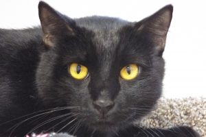 Picture of Cocoa