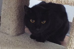 Picture of Cocoa