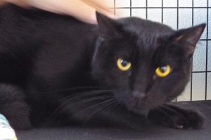 Picture of Cocoa