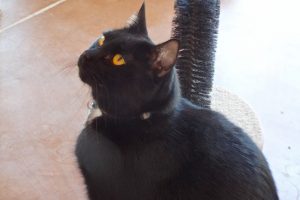 Picture of Cocoa