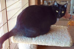 Picture of Cocoa