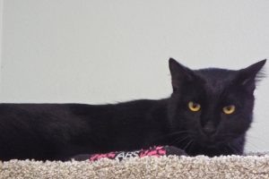 Picture of Cocoa