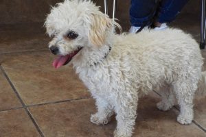 Picture of Daisy