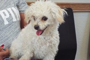 Picture of Daisy