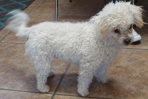 Picture of Daisy