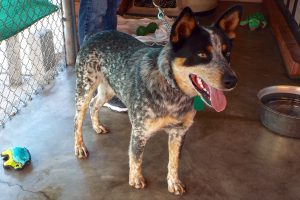 Picture of Flint