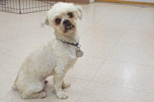 Picture of Flynn