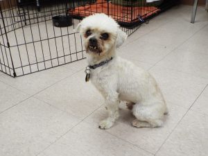 Picture of Flynn