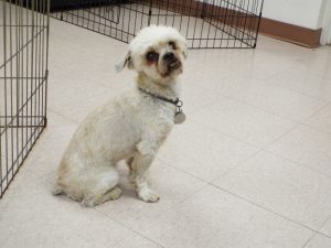Picture of Flynn