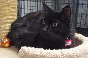 Picture of Fuzzy