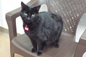 Picture of Fuzzy