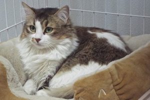 Picture of Lil