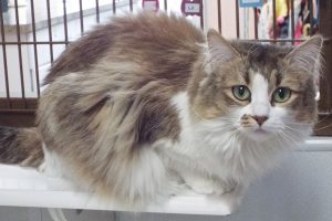 Picture of Lil